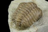 Bargain, Fossil Trilobite (Paciphacops) - Oklahoma #136962-5